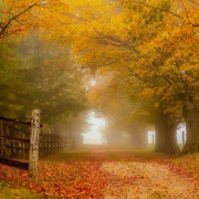 Autumn Entrance