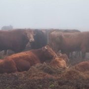 Cows In Fog