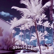 infrared dominican palm tree